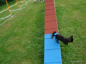 Agility mit little dog