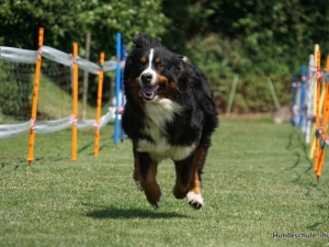 Dä schnällst Inu Hund 2015