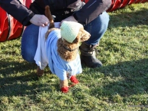 fun-hundeschule-inu-013