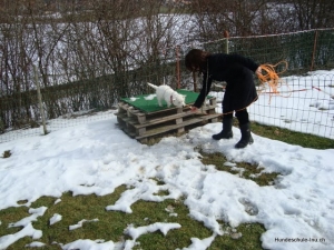 Junghundekurs Feb.März