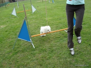 Little Dog Training April 2010