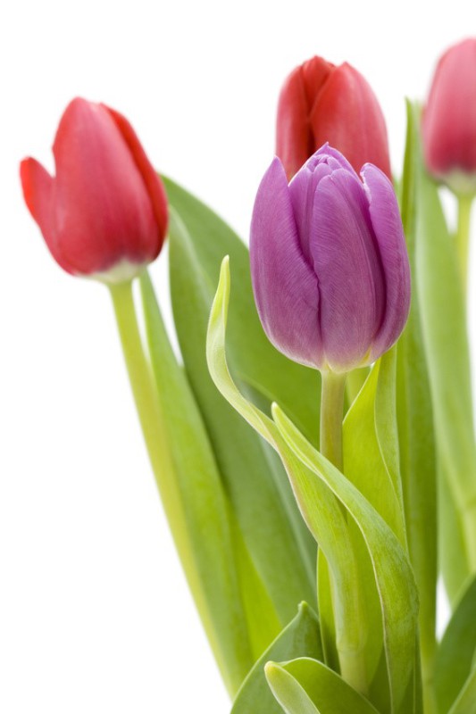 tulpen